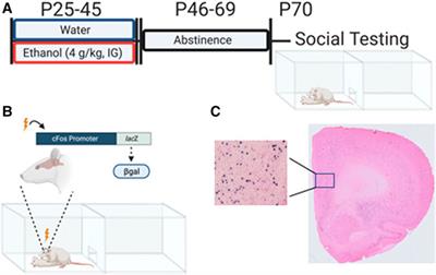 Impact of Adolescent Intermittent Ethanol Exposure on Social Investigation, Social Preference, and Neuronal Activation in cFos-LacZ Male and Female Rats